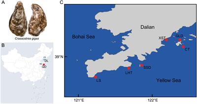 Revealing genetic diversity, population structure, and selection signatures of the Pacific oyster in Dalian by whole-genome resequencing